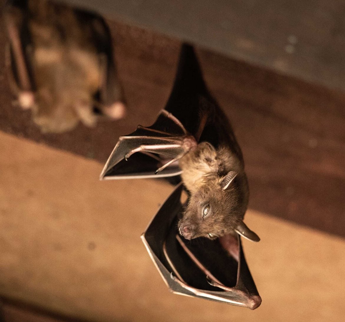 Wildlife-Bats in Washington County